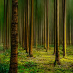 N°4- Elévation en forêt enchantée
