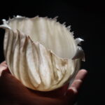 Cocoon